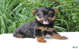 Yorkshire Terrier dogs for sale: Remmy - Image 4