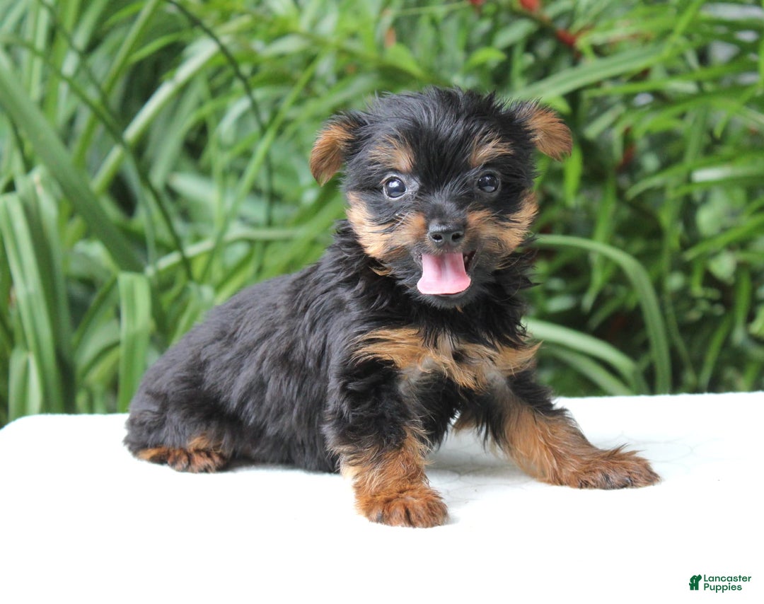 Yorkshire Terrier dogs for sale: Remmy - Image 4