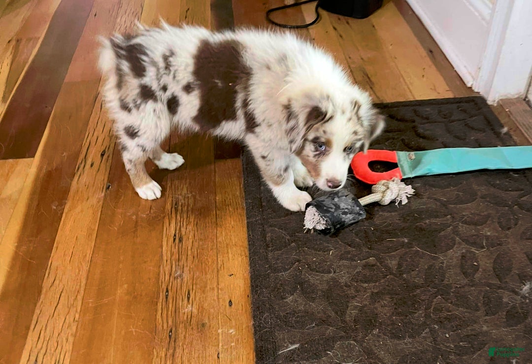 Australian Shepherd dogs for sale: Cash - Image 7