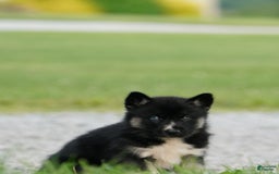 Gerberian Shepsky dogs for sale: Henry - Image 5