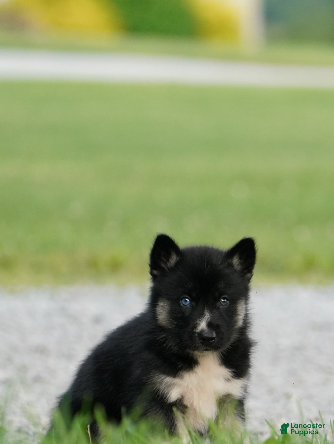 Gerberian Shepsky dogs for sale: Henry - Image 5