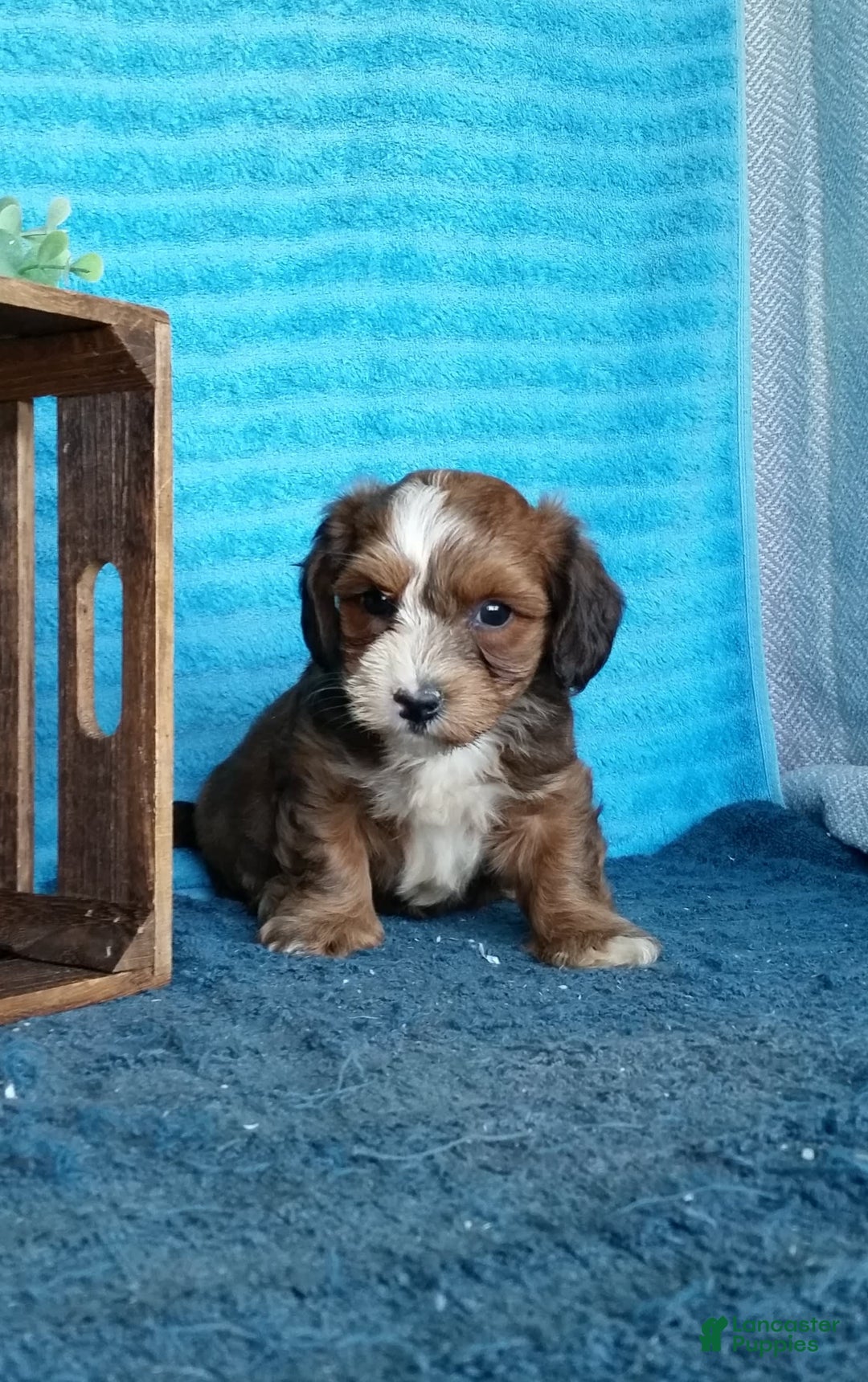 Havanese dogs for sale: Duke - Image 9