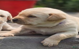 Labrador Retriever dogs for sale: Rainey - Image 4