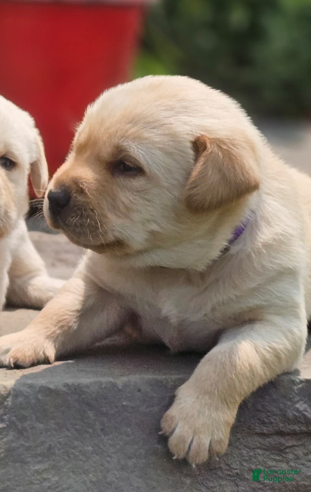 Labrador Retriever dogs for sale: Rainey - Image 4