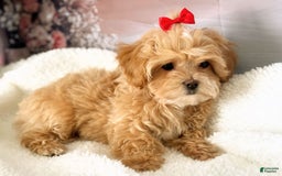 Maltipoo dogs for sale: Red Collared Boy - Image 6
