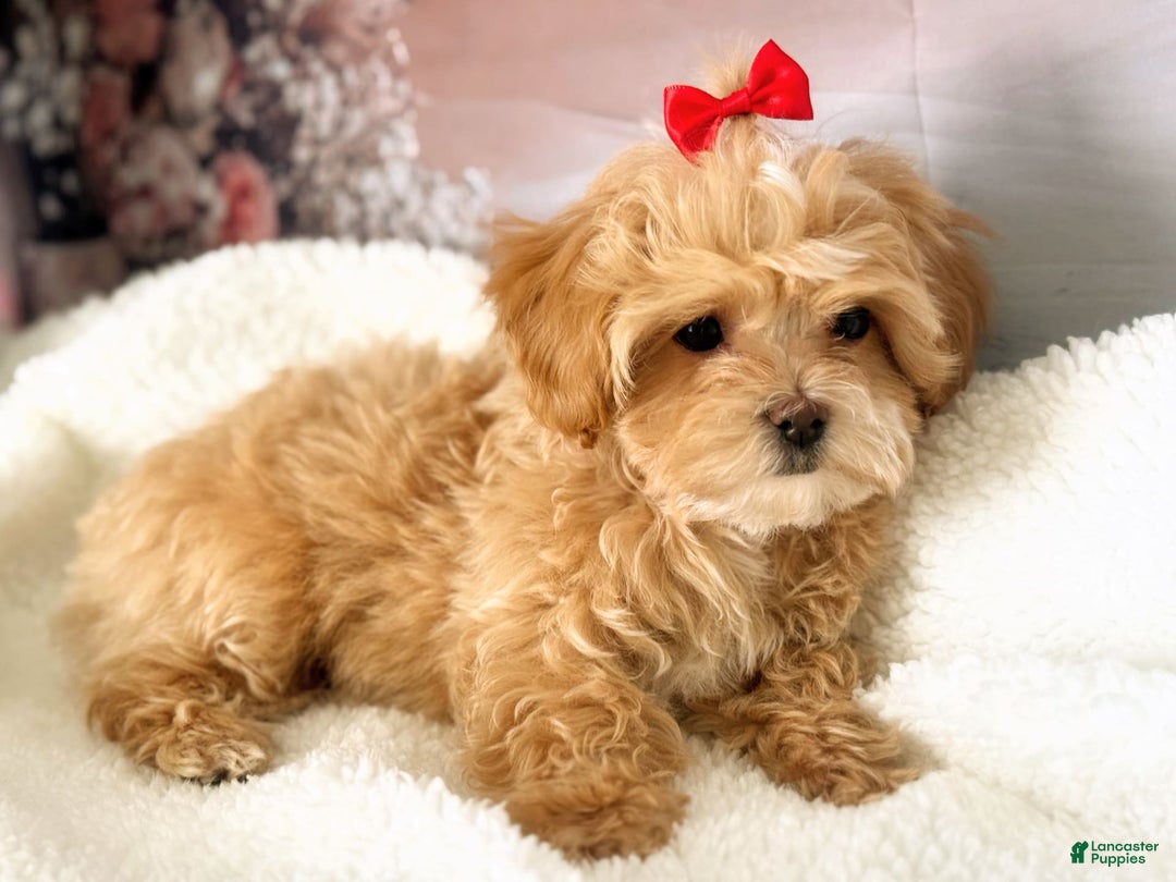 Maltipoo dogs for sale: Red Collared Boy - Image 6