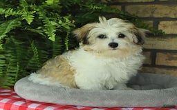 Havapoo dogs for sale: Toby - Image 16