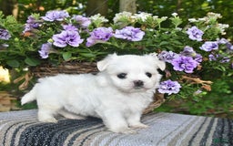 Maltese dogs for sale: Kristy - Image 2