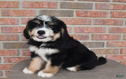 Bernedoodle dogs for sale: Max - Image 6