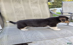 Welsh Corgi Pembroke dogs for sale: Welsh Corgi (Pembroke) 3 puppies - Image 4