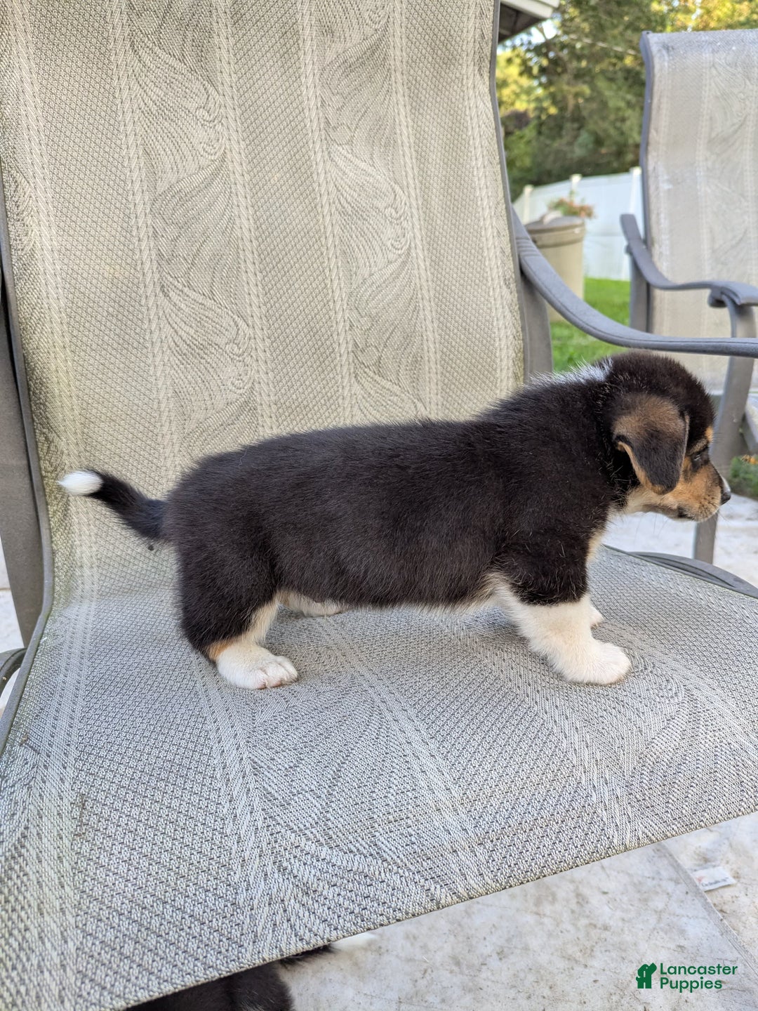 Welsh Corgi Pembroke dogs for sale: Welsh Corgi (Pembroke) 3 puppies - Image 4