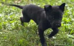 Belgian Malinois dogs for sale: Akc Certified Male 5 - Image 12