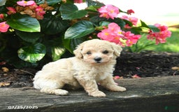 Bichpoo dogs for sale: Adrian - Image 1