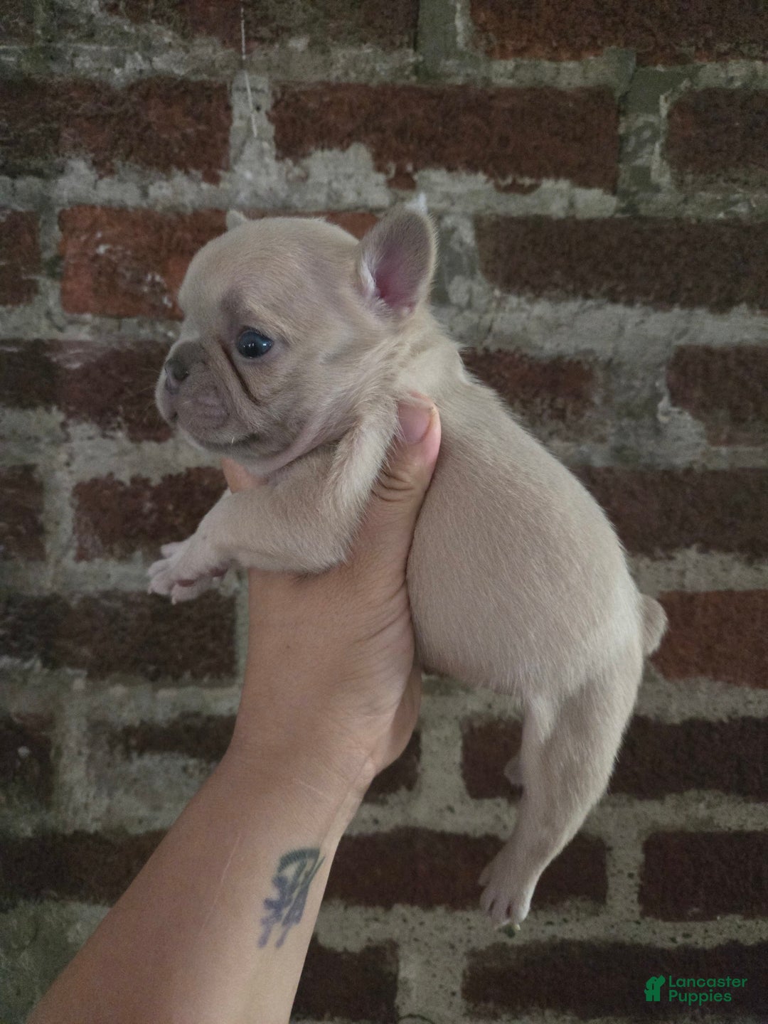 French Bulldog dogs for sale: Daisy - Image 18