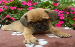 Puggle dogs for sale: Ernie - Image 3