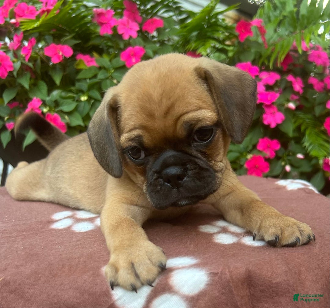 Puggle dogs for sale: Ernie - Image 3
