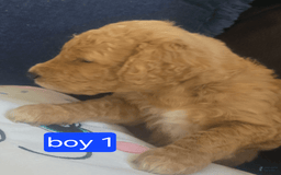Goldendoodle dogs for sale: Otitis - Image 2
