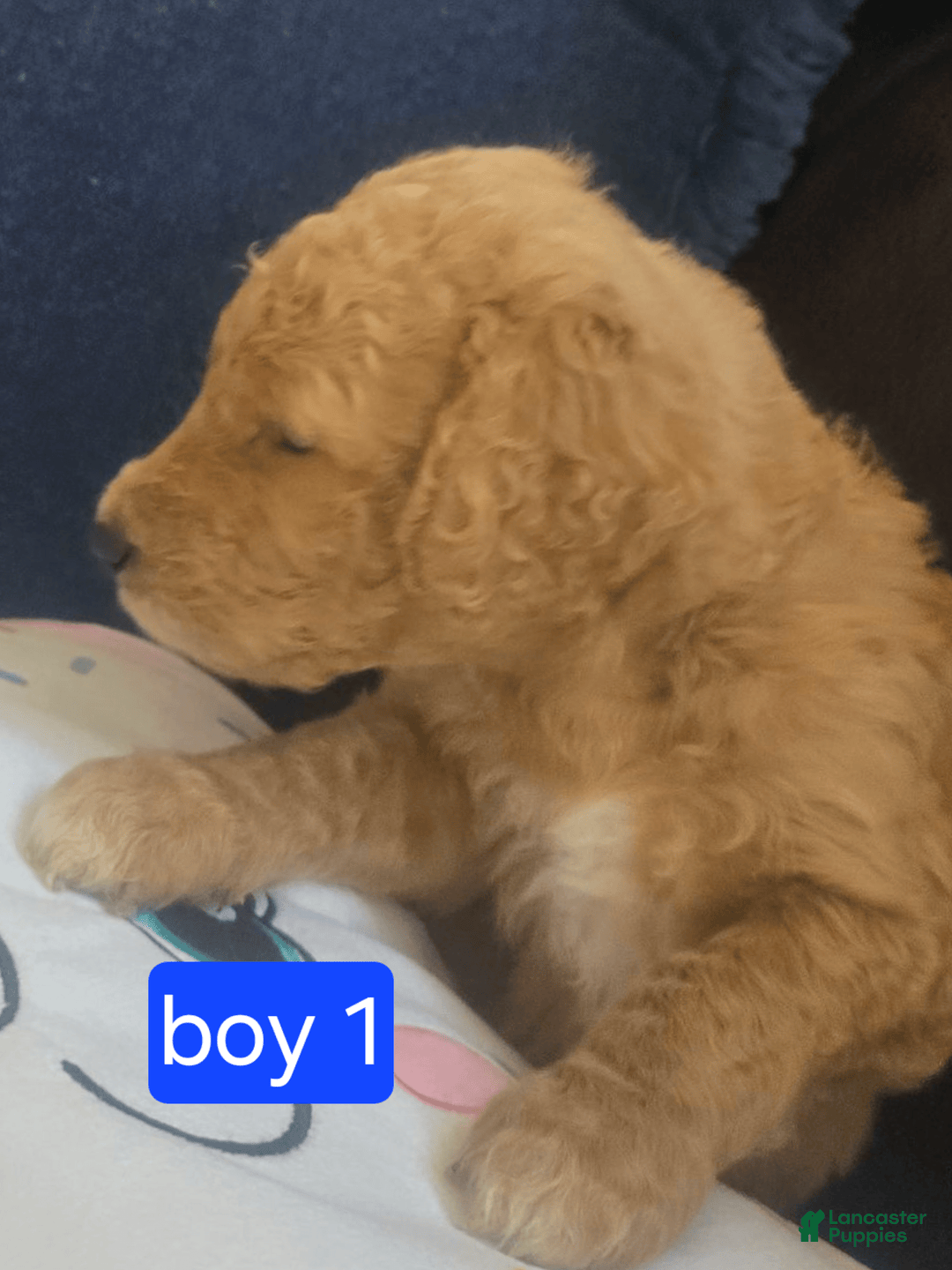 Goldendoodle dogs for sale: Otitis - Image 2