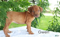 Rhodesian Ridgeback dogs for sale: Gwen - Image 8