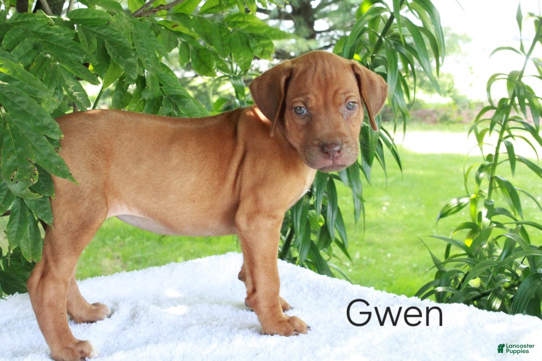 Rhodesian Ridgeback dogs for sale: Gwen - Image 8
