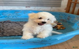 Bichon Frise dogs for sale: James - Image 8