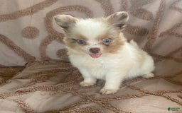 Pomchi dogs for sale: Tommy - Image 7