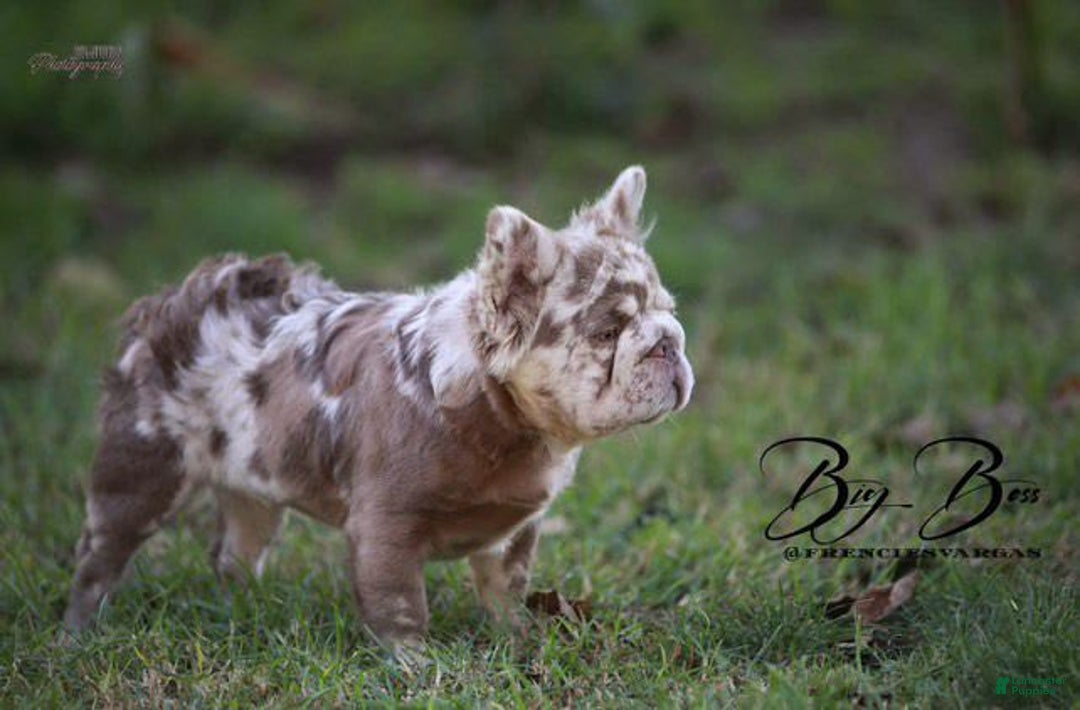 French Bulldog dogs for sale: Fluffy Big Rope Merle Baby Girl - Image 4