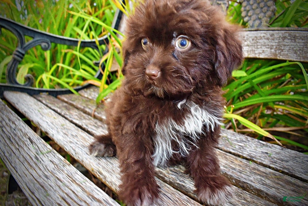 Havapoo dogs for sale: Bubbles - Image 8