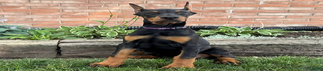 Selene