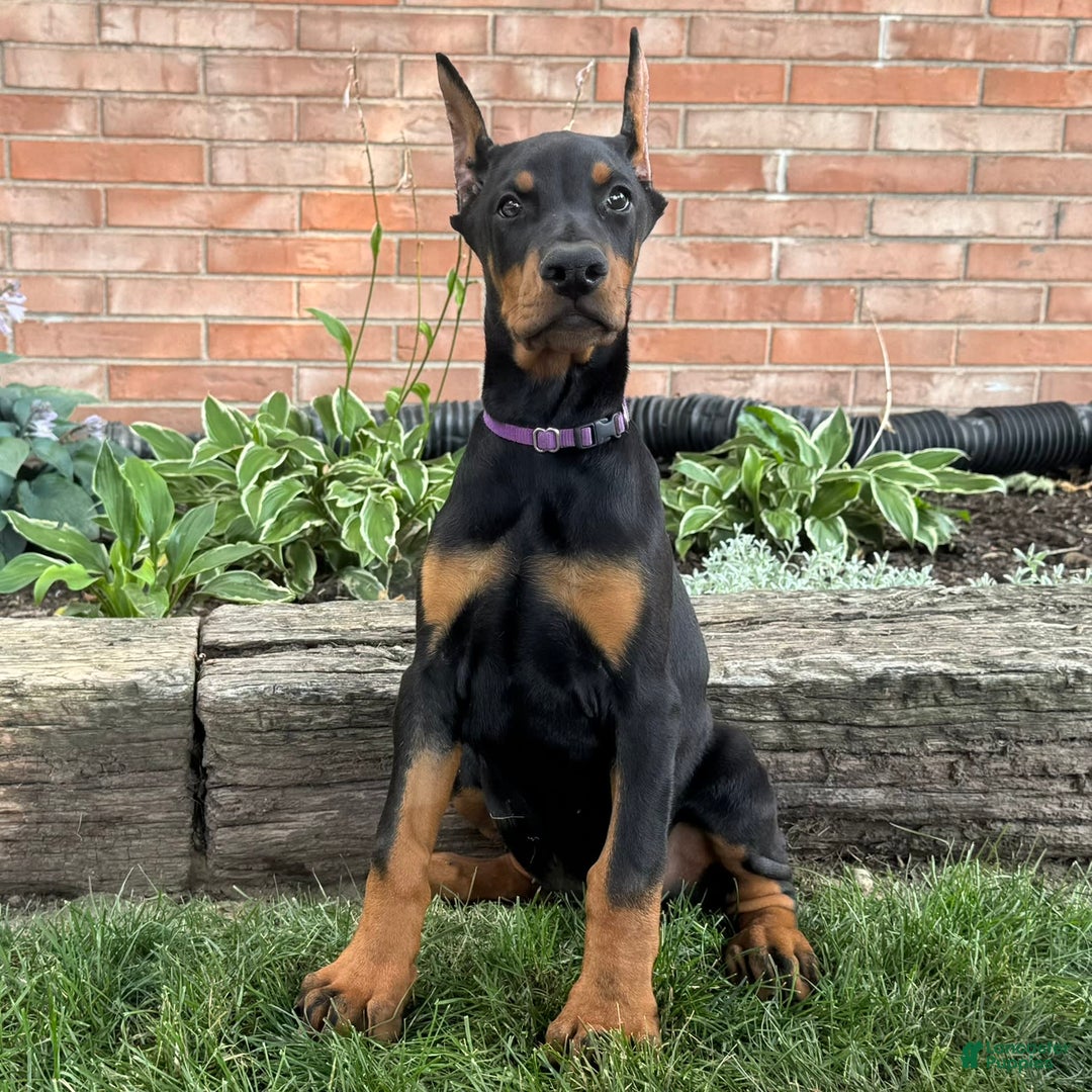 Doberman Pinscher dogs for sale: Selene - Image 1