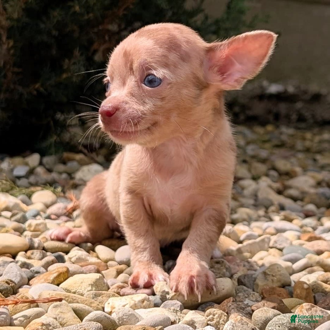 Chihuahua dogs for sale: Chihuahua 5 puppies - Image 25