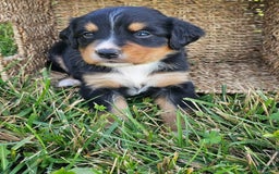 Bernese Mountain Dog dogs for sale: Bernese Mountain Dog 8 puppies - Image 12
