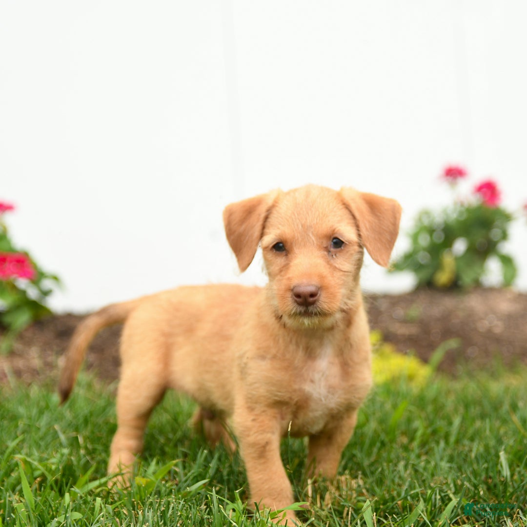 Jack Russell Terrier dogs for sale: King - Image 3