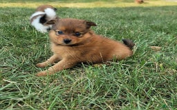 Pomeranian dogs for sale: Chloe - Image 2
