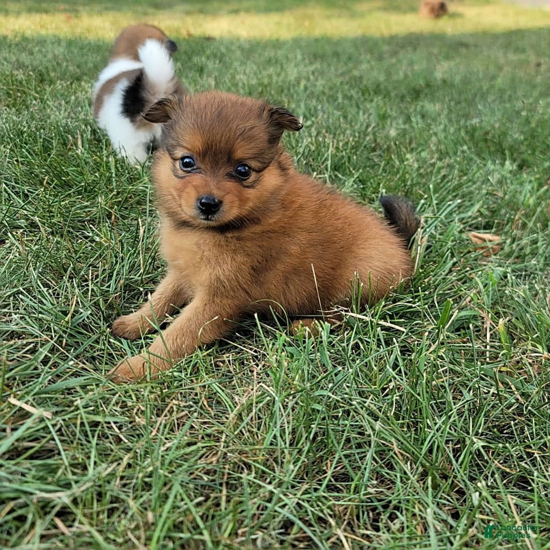 Pomeranian dogs for sale: Chloe - Image 2