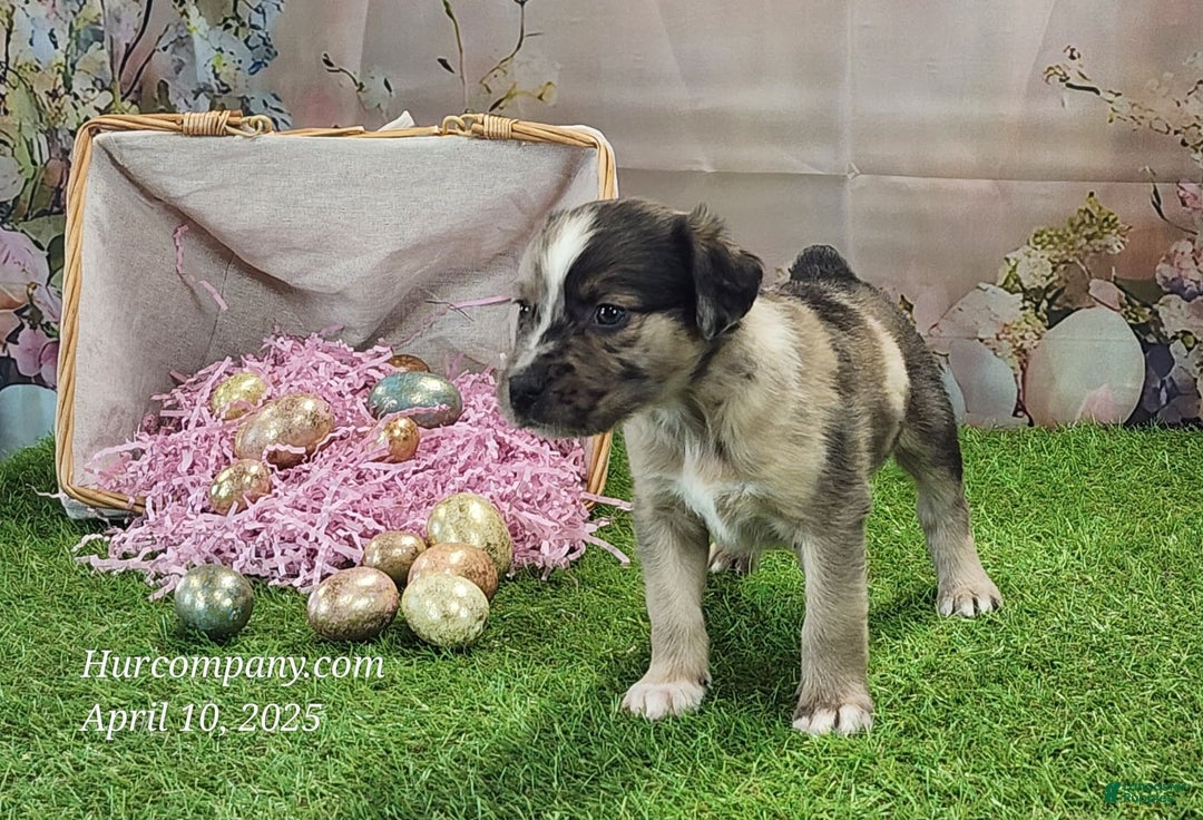 Catahoula Leopard Dog dogs for sale: Goldie 2025 F1 - Image 4