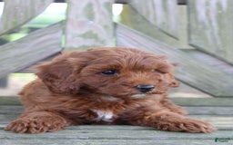 Cavapoo dogs for sale: Stella - Image 1