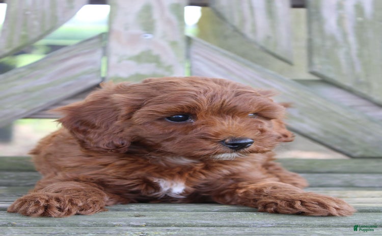 Cavapoo dogs for sale - Ad 5