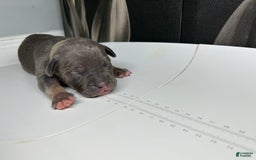 American Bully dogs for sale: Wolf - Image 7