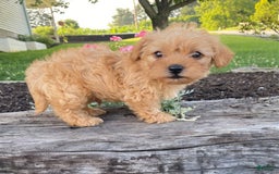 Yorkiepoo dogs for sale: Paxton - Image 2