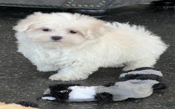 Maltese dogs for sale: Bella - Image 7