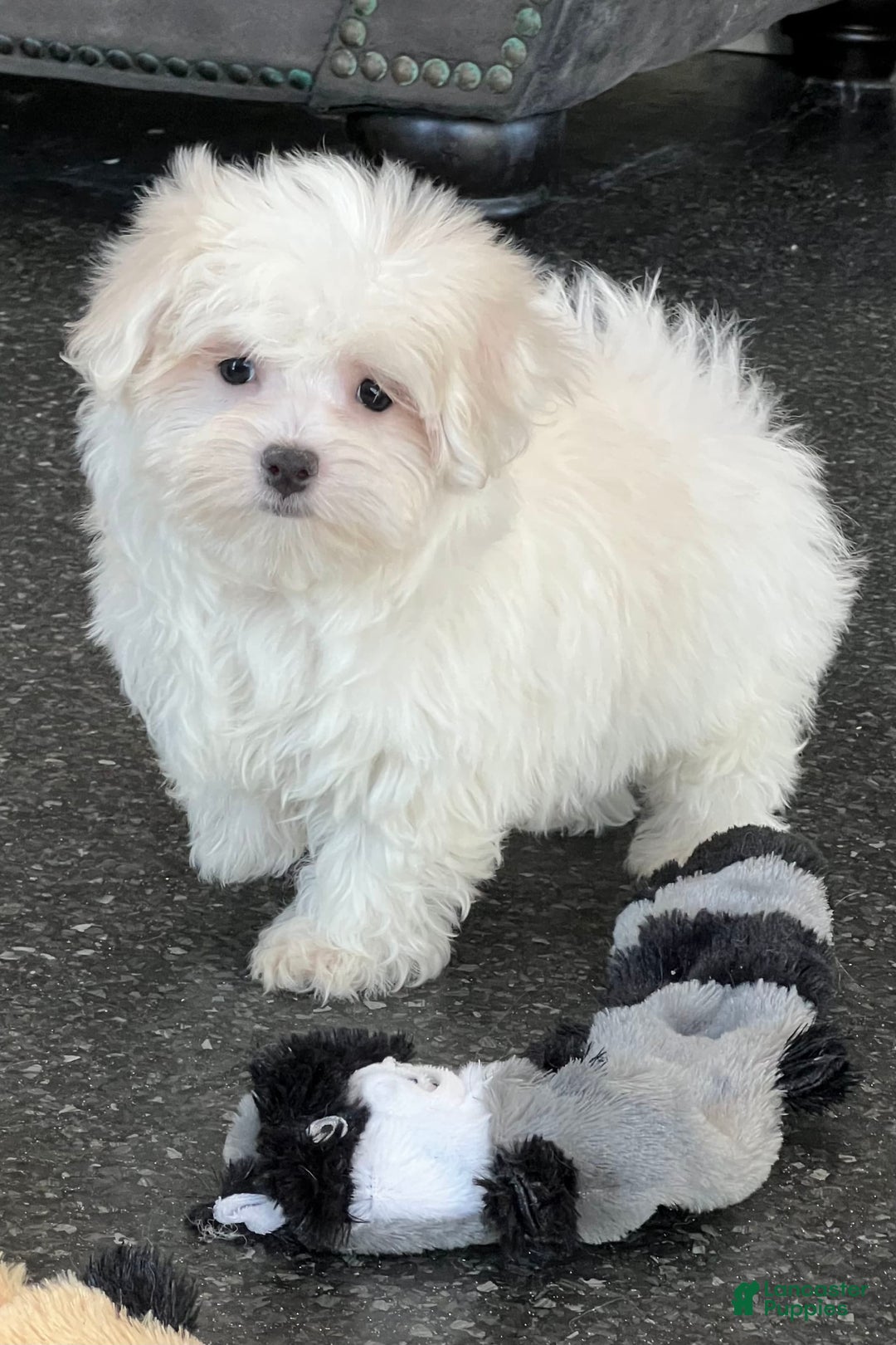 Maltese dogs for sale: Bella - Image 7