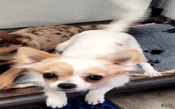 Chihuahua dogs for sale: Merlin - Image 5