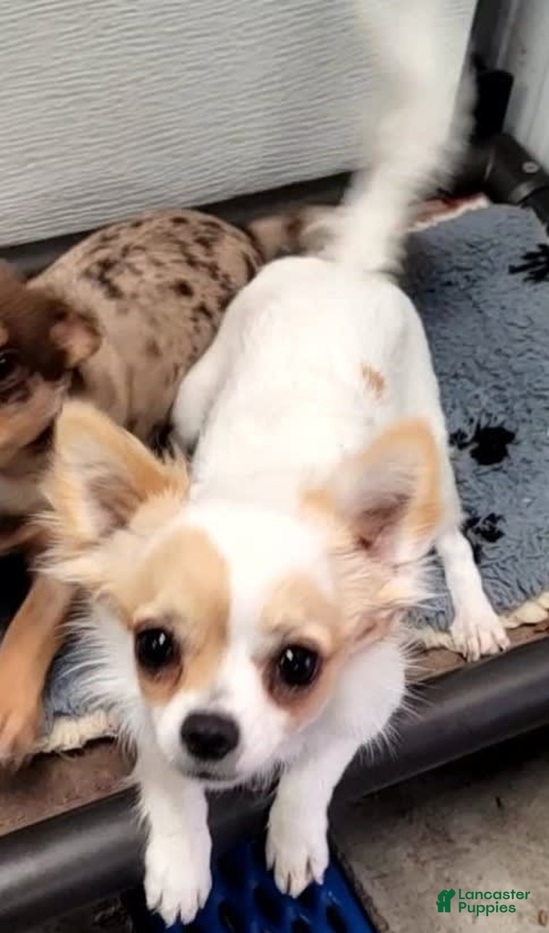 Chihuahua dogs for sale: Merlin - Image 5