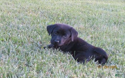 Labrador Retriever dogs for sale: Hunter - Image 15