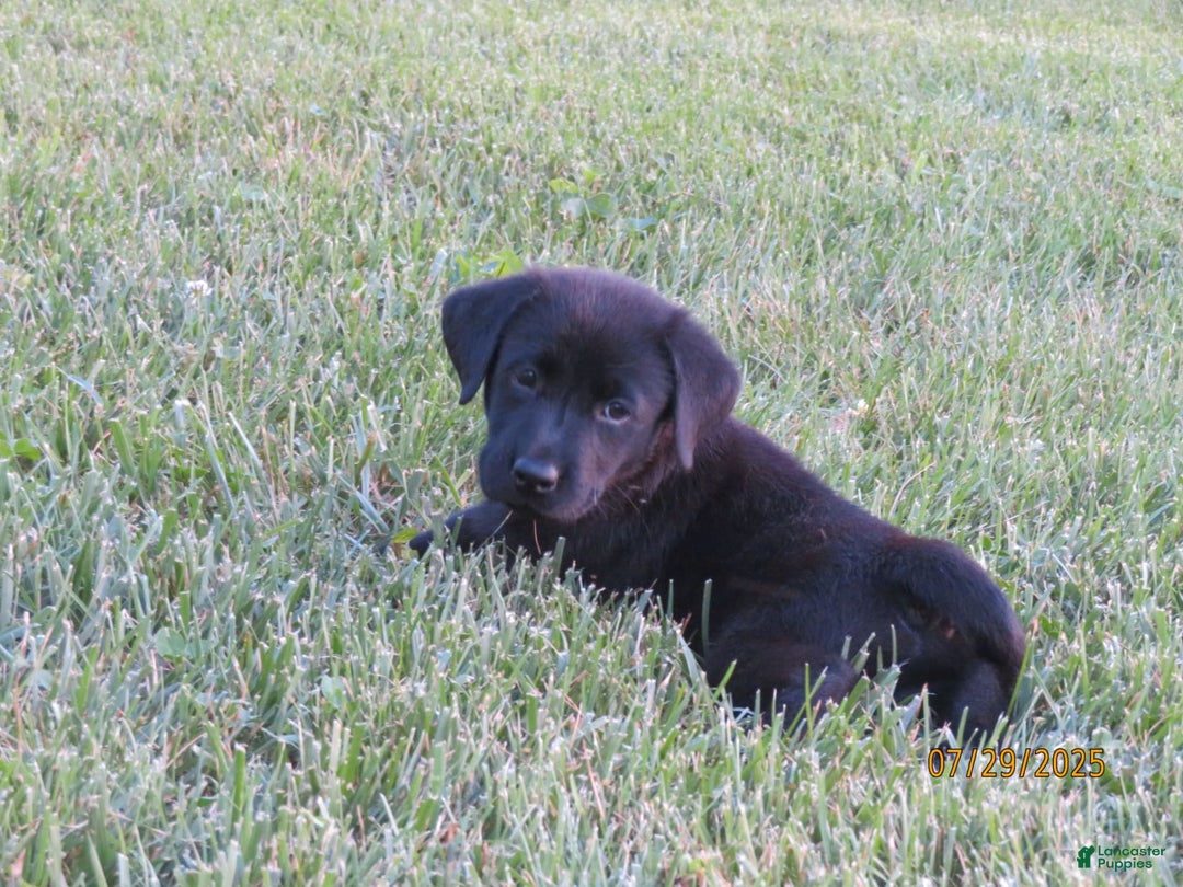 Labrador Retriever dogs for sale: Hunter - Image 15