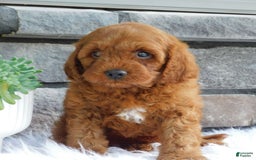 Cavapoo dogs for sale: Kane - Image 3