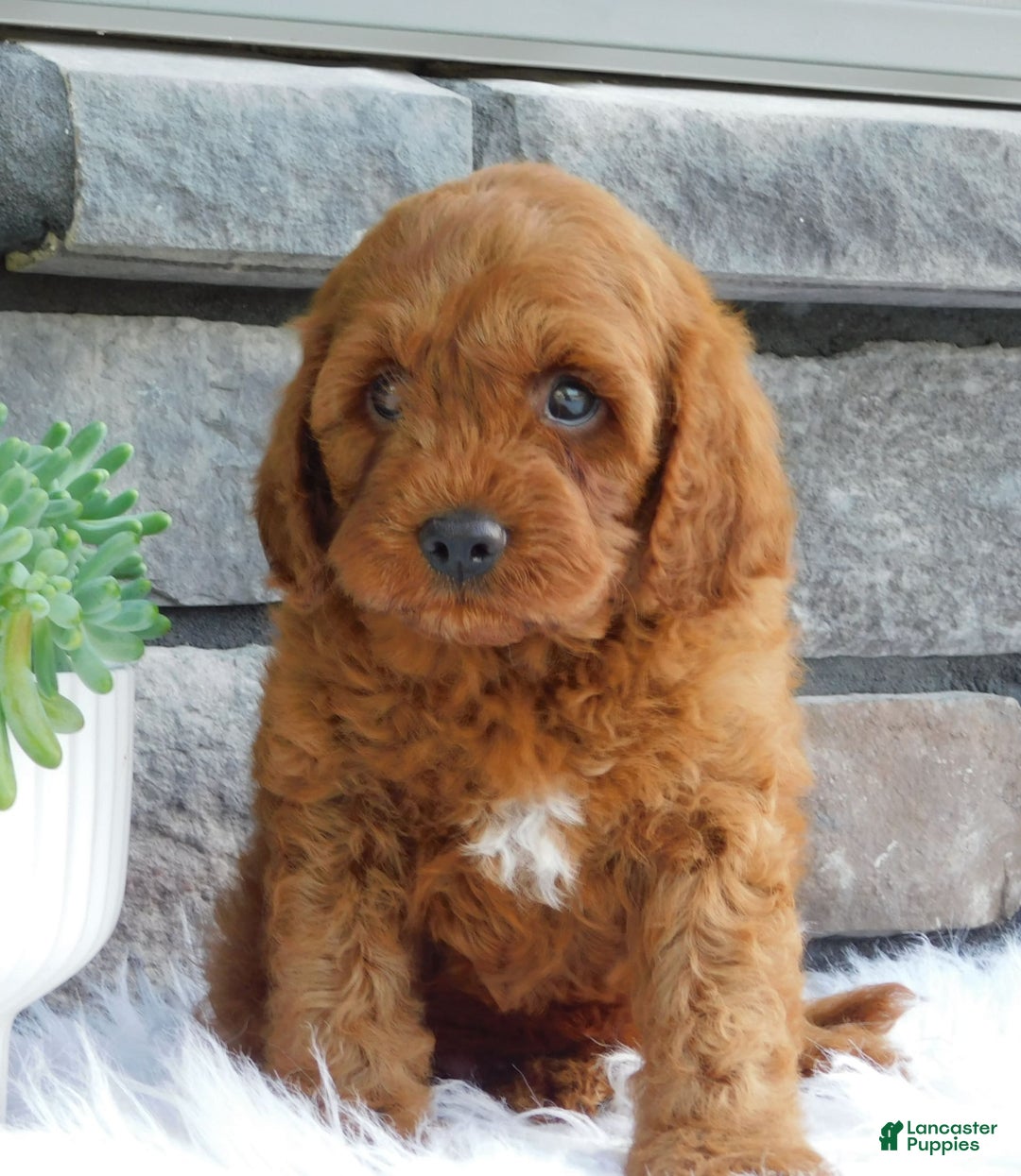 Cavapoo dogs for sale: Kane - Image 3