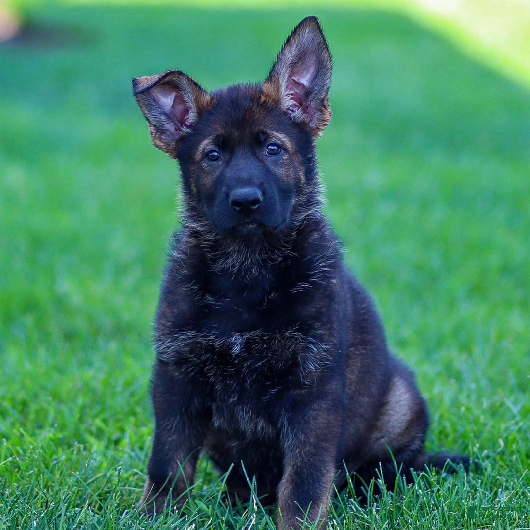 German Shepherd dogs for sale: Greta - Image 2