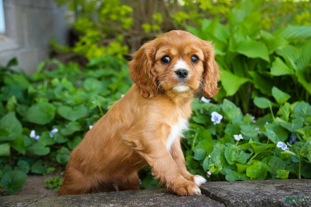 Cavalier King Charles Spaniel dogs for sale: Clifford - Image 11